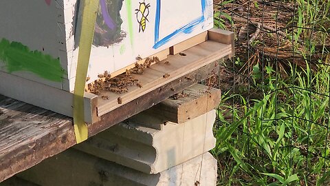 Daily Minute of Bees 6-11-24