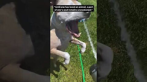 Dog Quotes - Until one has loved an animal, a part of one’s soul remains unawakened