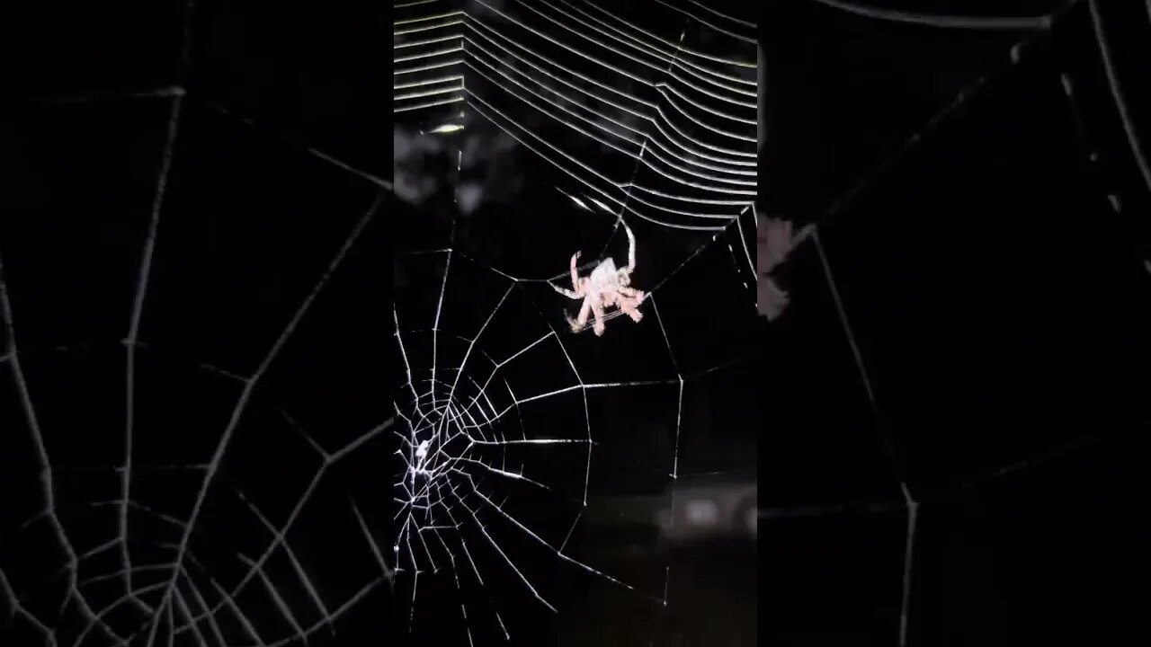 My spider friend, spinning another Web. I get a good close-up towards the end of the video. 