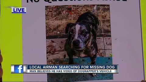 MacDill airman searching for family dog, suspected stolen