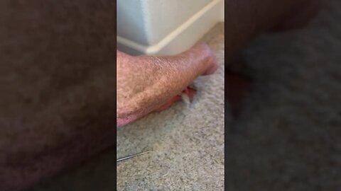 Cui bono, carpet guy #shorts