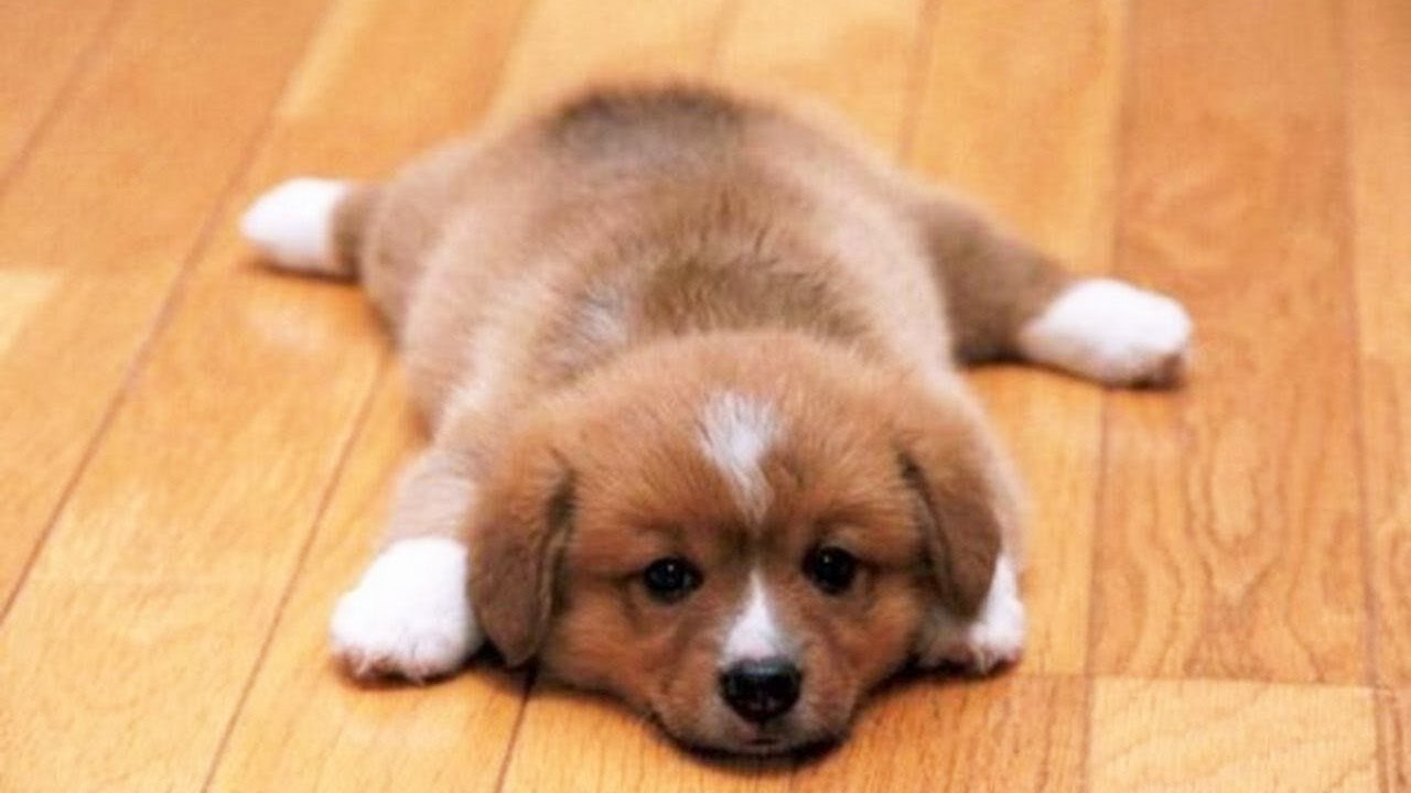 You will Laugh at these Funny Dogs