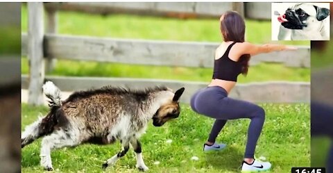 Sheep attacking in funny videos