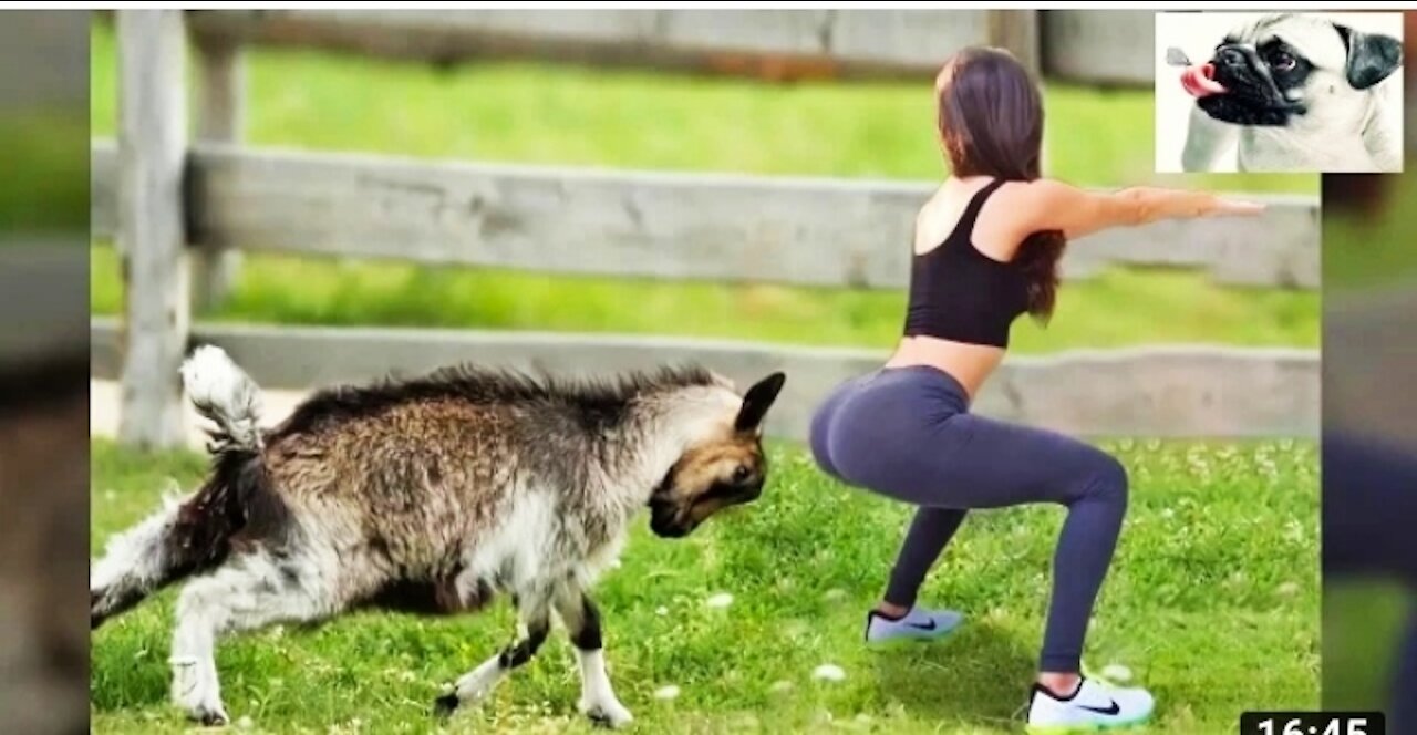 Sheep attacking in funny videos