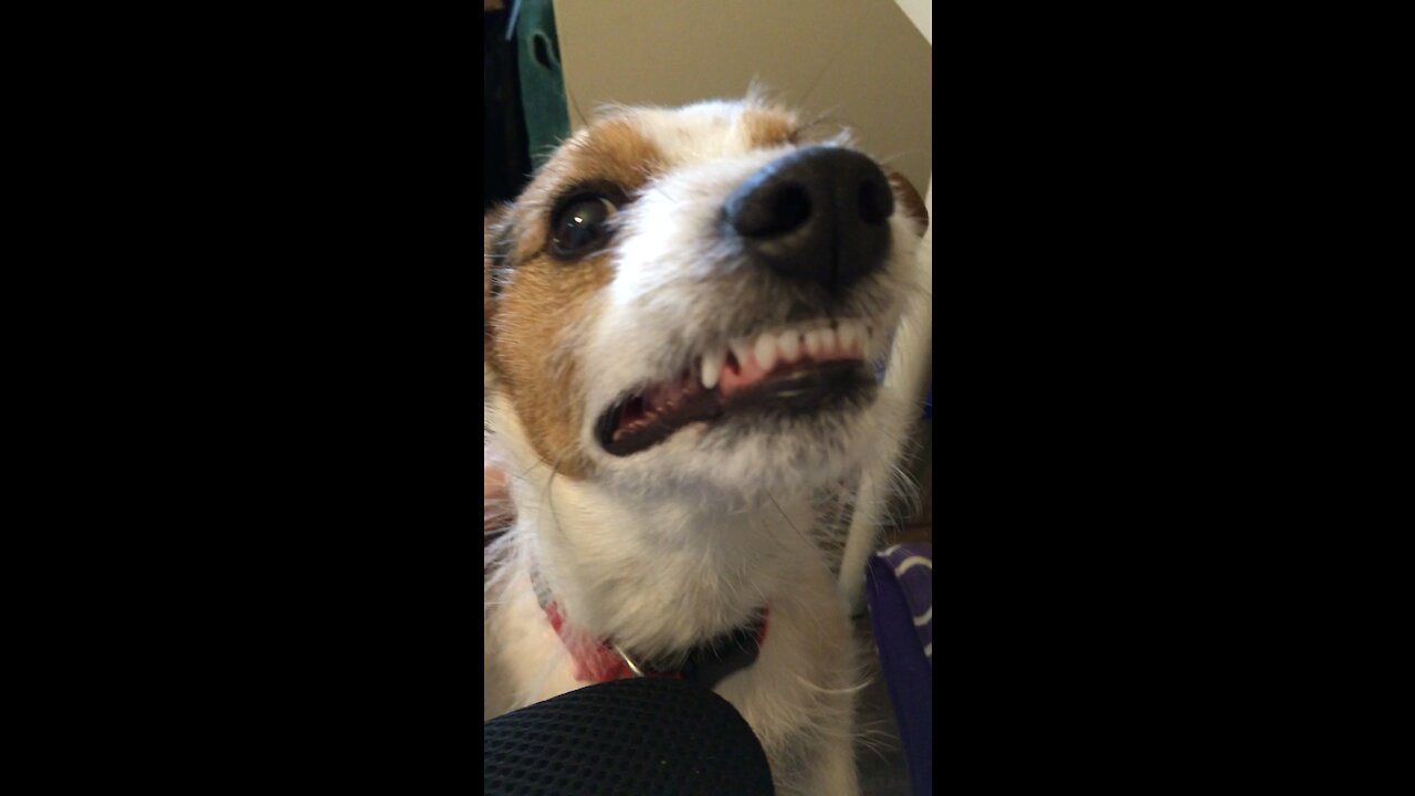 Odie loves getting scritches