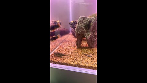 Ornamental fish