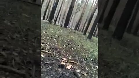 Battle in the forest of units from the Chechen Republic
