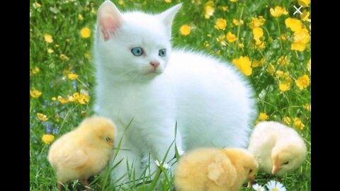 Fanny animals very nice