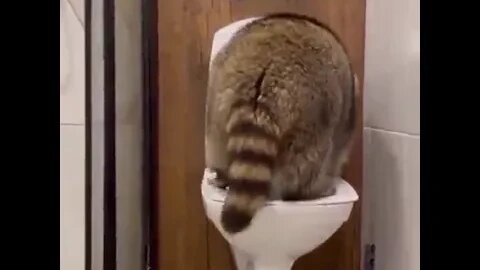 #raccoons #raccoon #viral #fyp #shorts #short #reels #reel #funny #nature #funnymoments #funnyracoon
