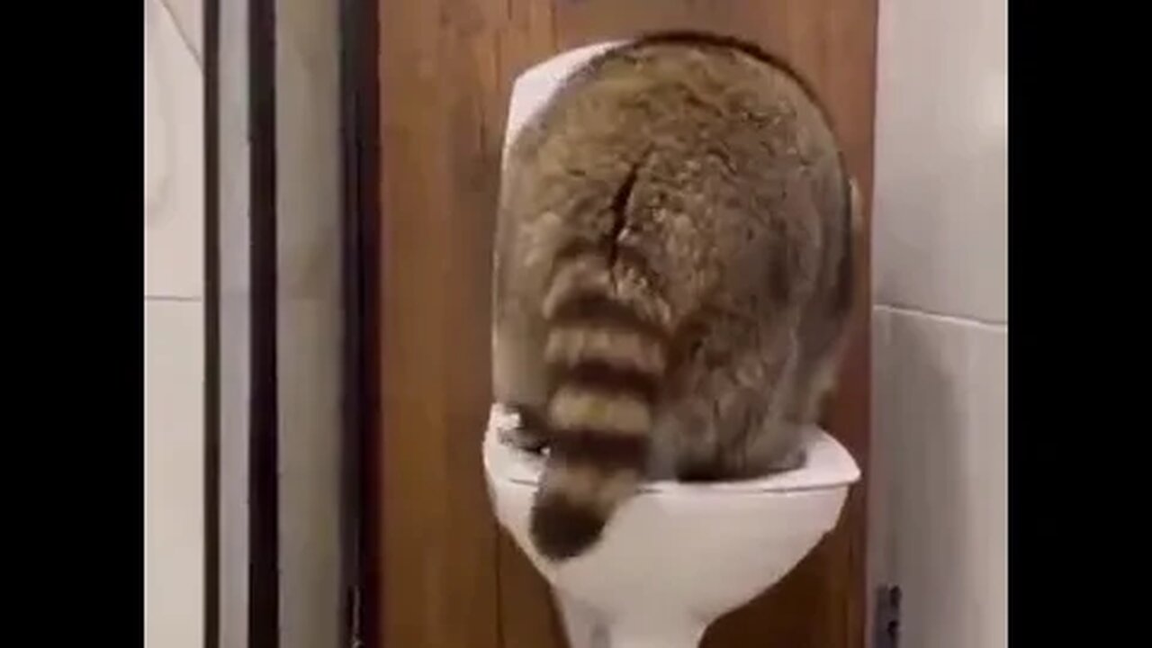 #raccoons #raccoon #viral #fyp #shorts #short #reels #reel #funny #nature #funnymoments #funnyracoon