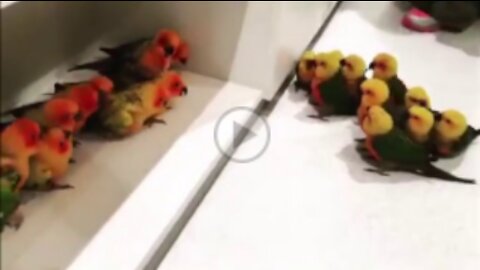 Birb on birb gang violence very funny Birds