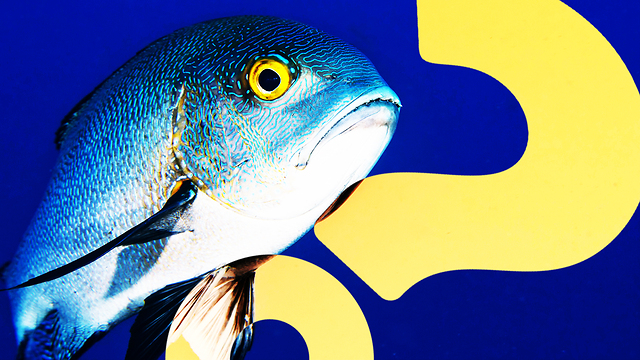 HowStuffWorks NOW: So Long, as Depression Tanks for the Fish