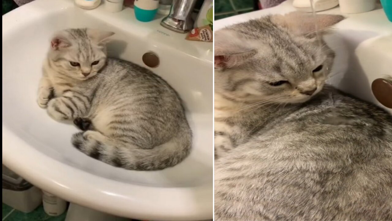 CUTE CAT FUNNY - So Simple Even Your Kids Can Do It