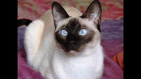 Funny cat 1