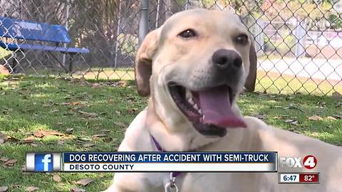 Local Dog Recovers from accident with Semi Truck