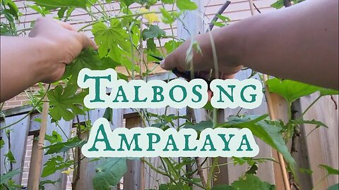 TALBOS ng AMPALAYA ♣︎ Sulyap sa Buhay ni Lakay sa Canada