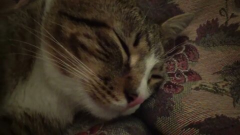Cute Cat Is Sleepy in the Evening