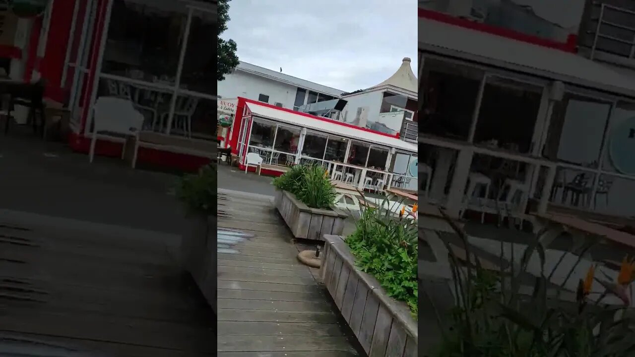 Cafe under the harbour bridge