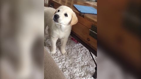 A Dog Barks At A Dog on The Couch