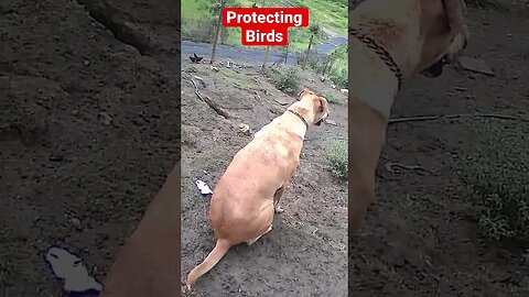 Farm cameras monitoring farm dogs