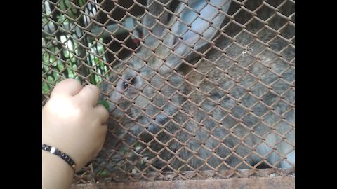 My rabbits