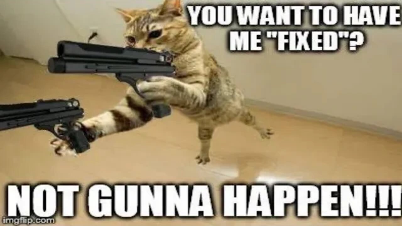 cute cat 😺 and dog playing dog 🐕 😺 par02 Cute cat playing 🐶 😺