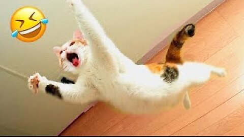 Funny Animal 🤣 Funny Dog and Cat video