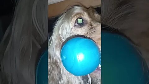 #dogshow, #amimals, #dogs, #shorts