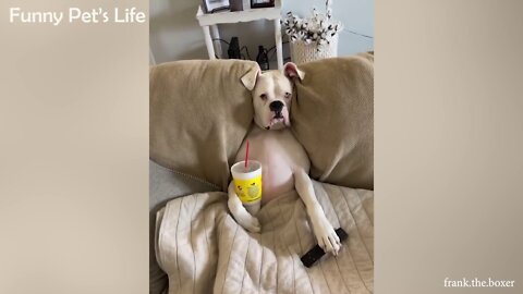 You can't stop Laughing Try it Funniest Dog