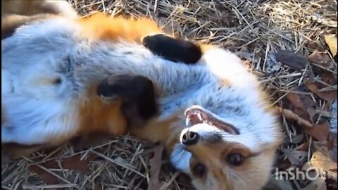 Adorable Baby fox playing