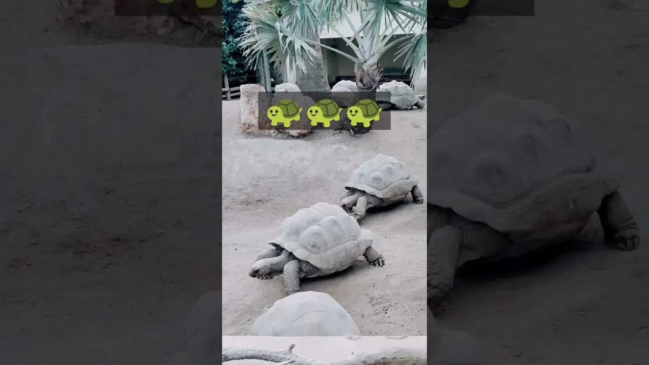 World's biggest tortoise family #tortoise #old #biggest #family #valencia #europe #spain #random