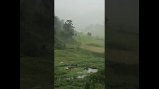 Horse graze in a downpour while it starts to flood