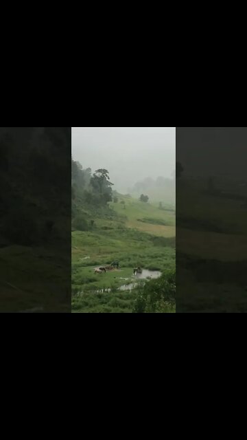 Horse graze in a downpour while it starts to flood