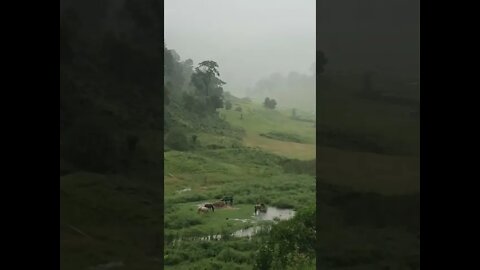 Horse graze in a downpour while it starts to flood