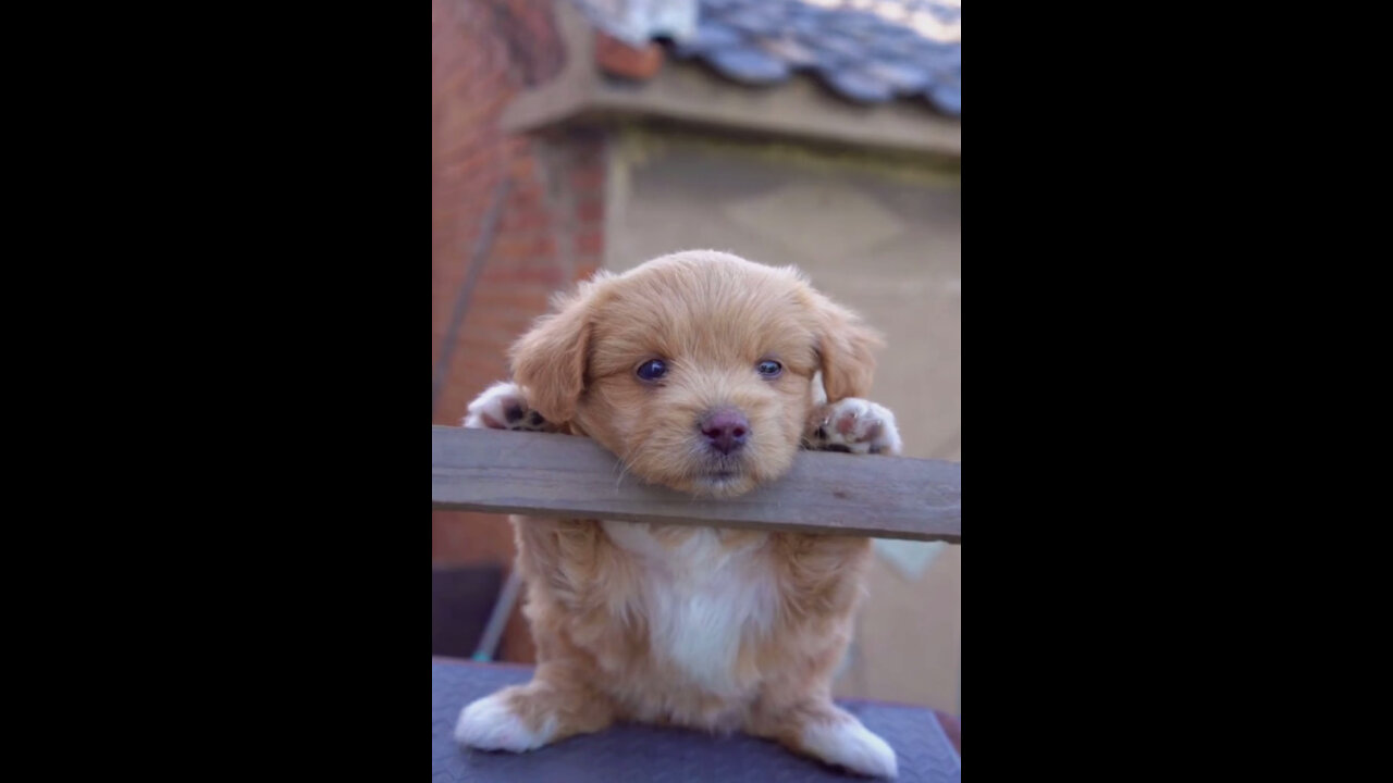 Am not a famous pup, will you love me? πΆππ
