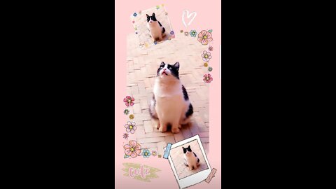 Cute way to say i love you , Cat Lovers did your cat ever told you i love you ?