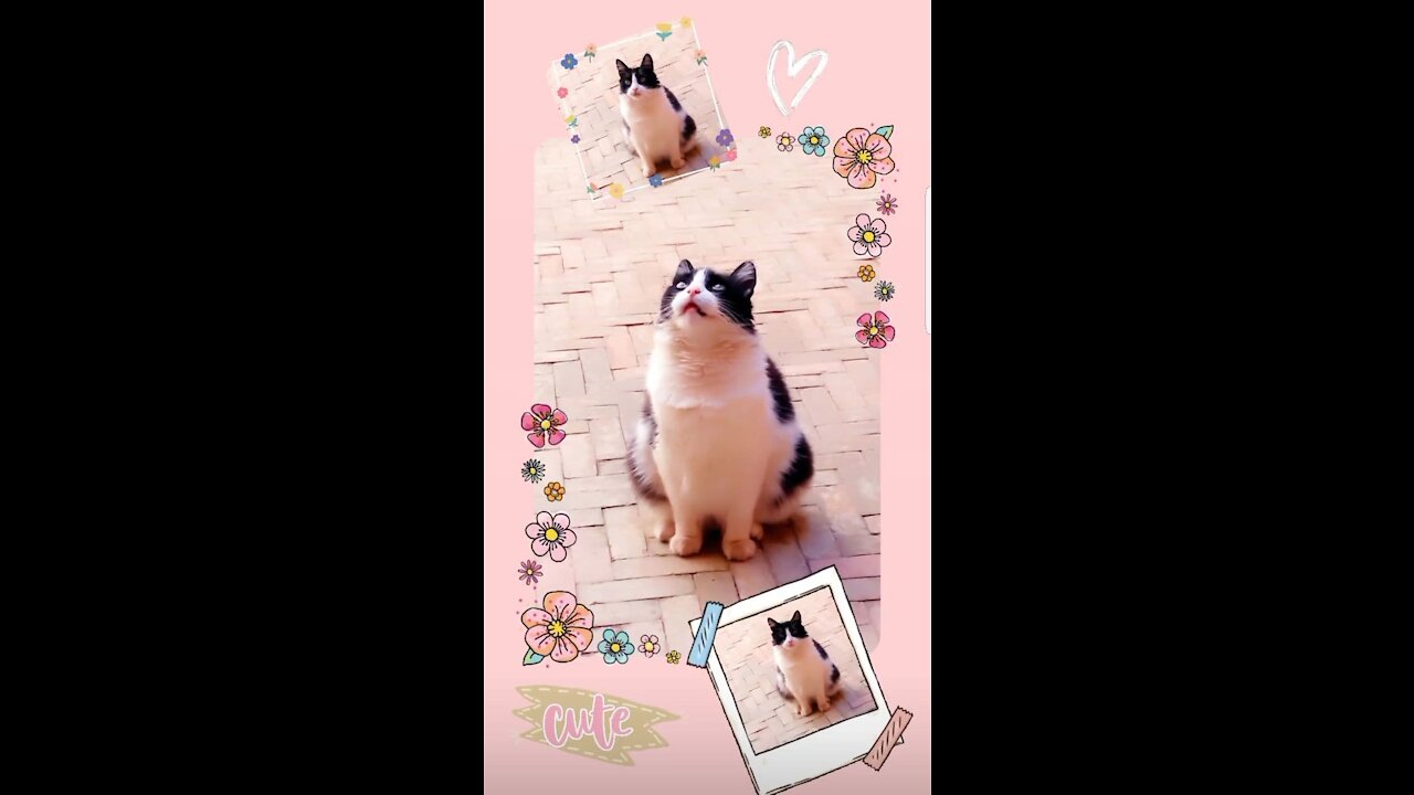 Cute way to say i love you , Cat Lovers did your cat ever told you i love you ?