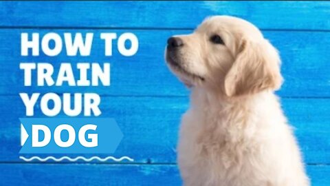 HOW TO TEACH YOUR DOG GOOD MANNERS (Dog Training 101)