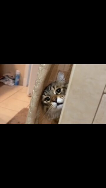 cat peeking behind the door