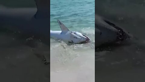 Shark on the Beach 🏝️