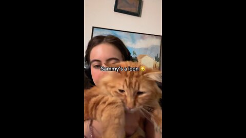 #g #mainecoon #gingercat #gingermainecoon #icon #iconic