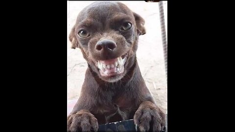 Funny videos 2023| #59cat and dog | funniest animal and more videos.mp4
