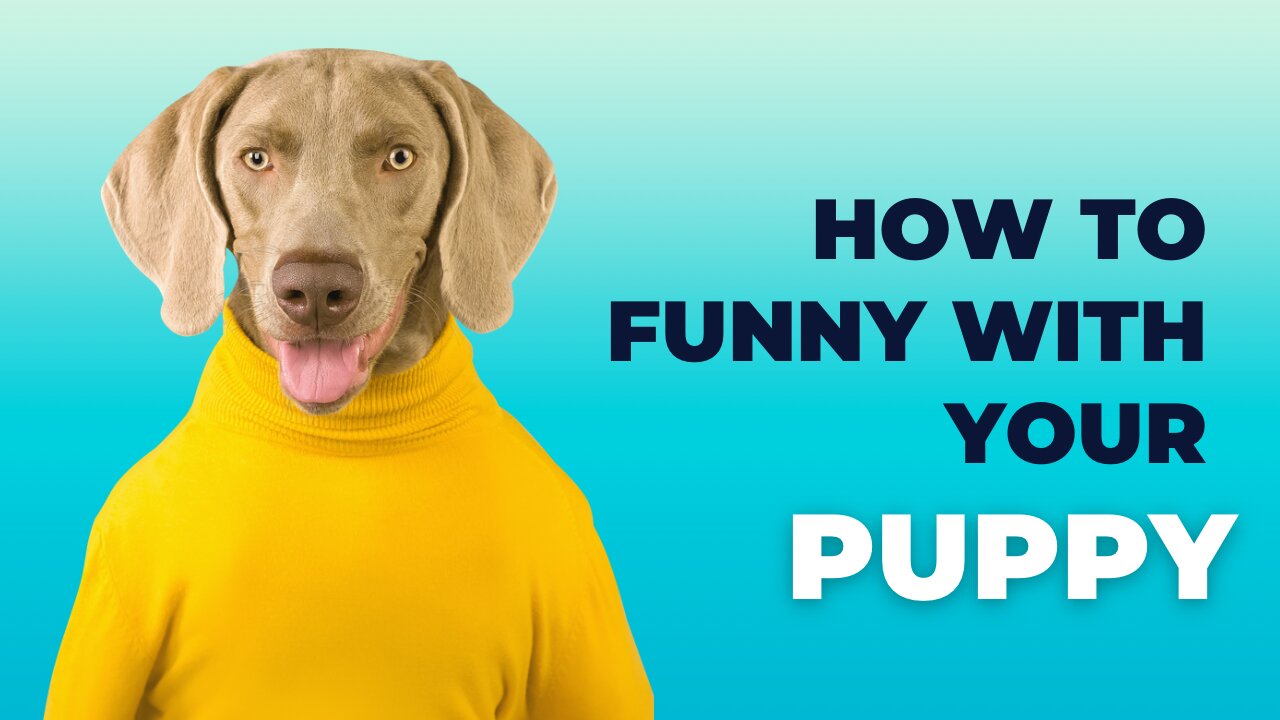 Hilarious Dog Antics with Owners | Funny Pet Moments Compilation