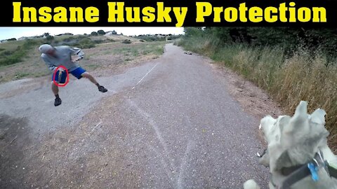 Siberian Husky Protecting Owner Guard Dog Test In Action