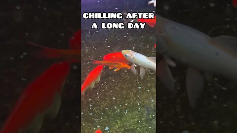 LONG DAY IN THE OFFICE CHILLING BY THE POND TO RELAX #fancygoldfish #goldfishtank #goldfish