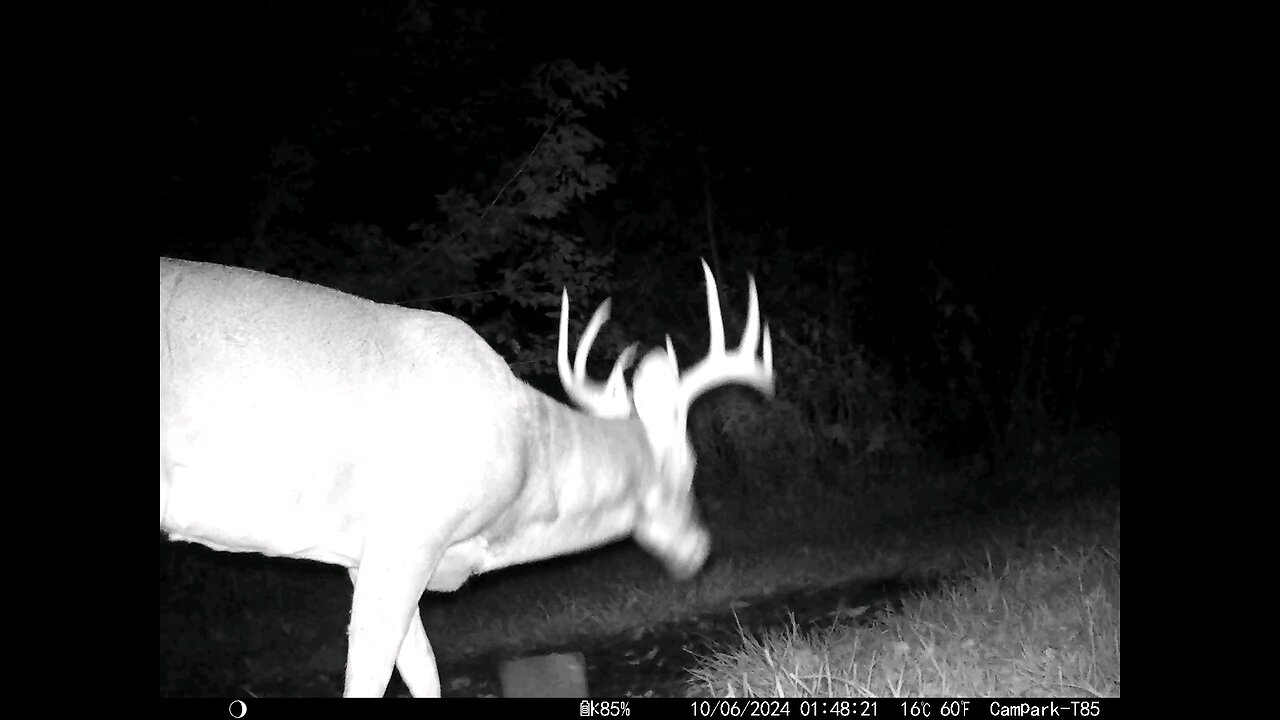 Big Buck Deer 10-06-2024