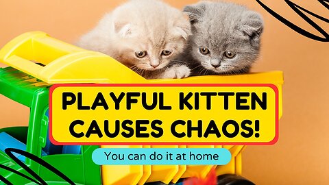 Playful Kitten Causes Chaos!