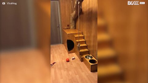 Puuma tervehtii miestä lämpimästi!