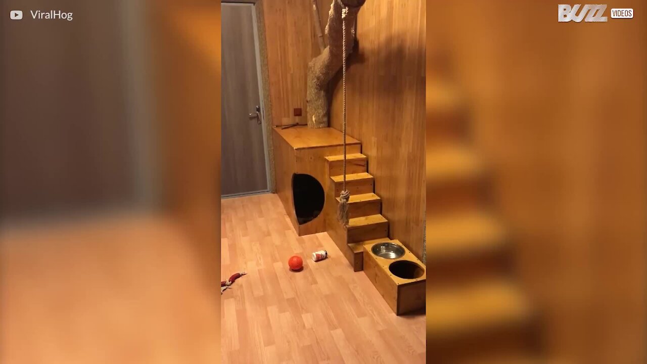 Puuma tervehtii miestä lämpimästi!