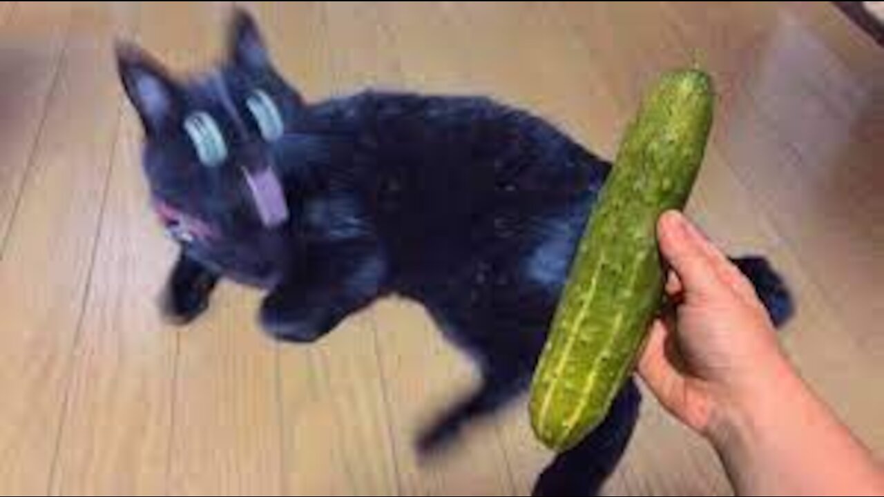 Cucumbers Are Cat's Enemy - Funny Pet Reaction | Purr Purr